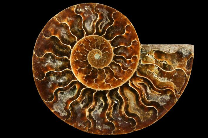 Agatized Ammonite Fossil (Half) - Madagascar #116801